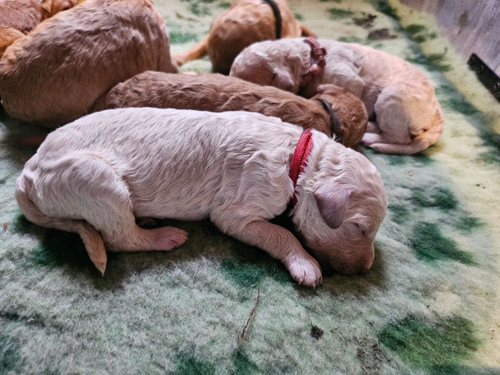 du Clos de Nétilia - Chiot disponible  - Caniche